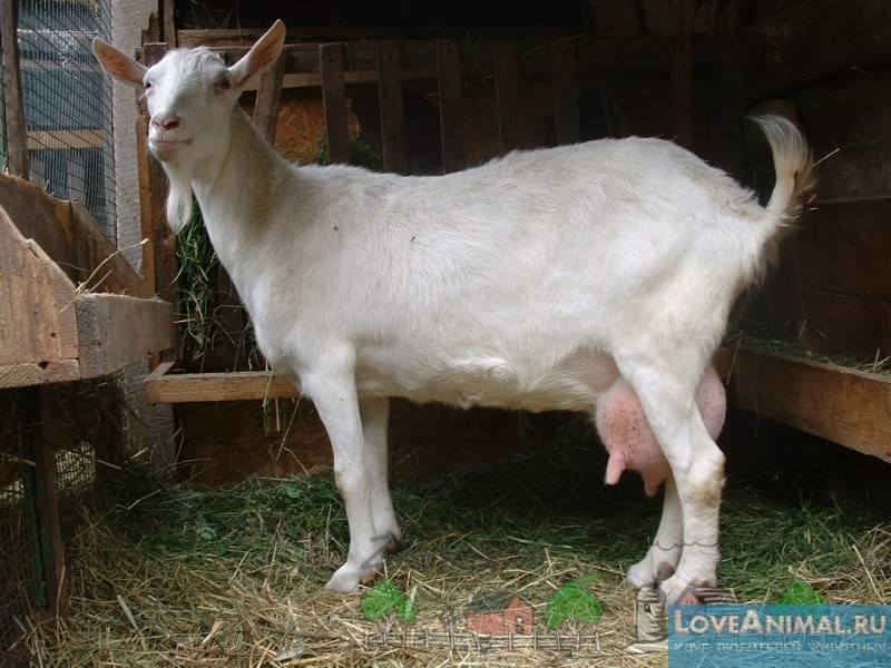 Почему козы падают в обморок и каким породам это свойственно