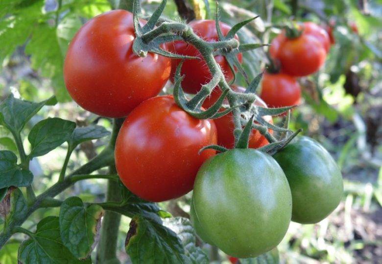 Низкорослые томаты для открытого грунта без пасынкования - 30 сортов