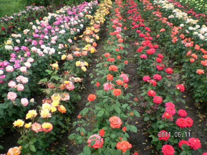 Роза полиантовая: преимущества сортов, посадка и уход, фото