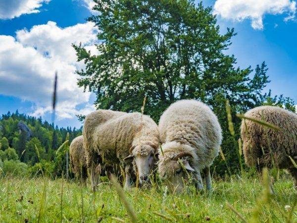 О гиссарской породе овец: характеристика, содержание и разведение баранов