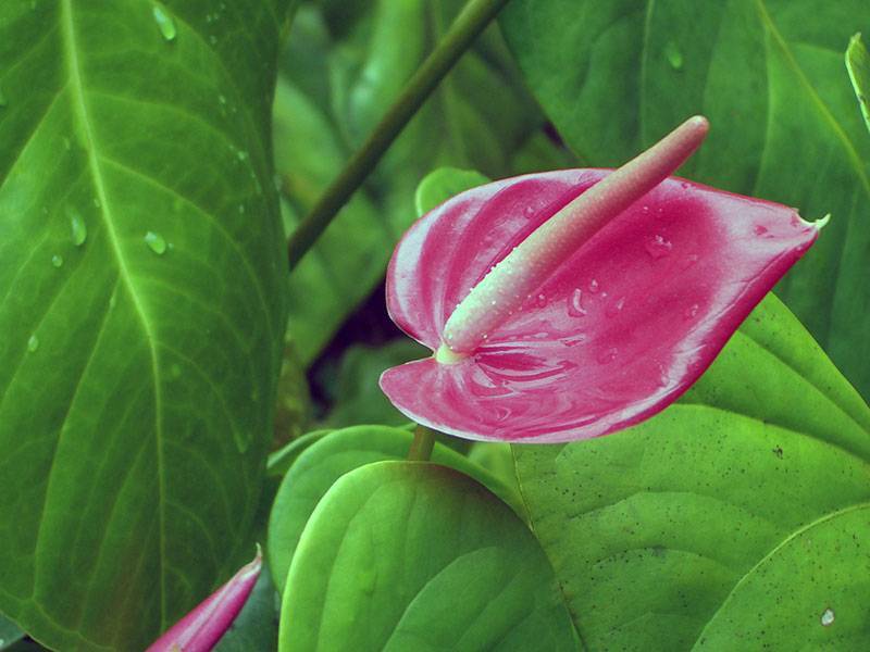 Цветок антуриум - разновидности и уход