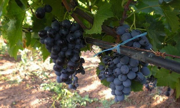 Лучшие мускатные сорта винограда