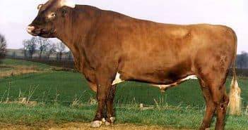 Костромская порода коров: фото и характеристики породы