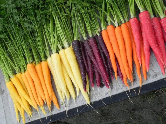 Как правильно есть морковь: как лучше усваивается в организме человека в сыром виде, витамин а, с чем лучше употреблять, надо кушать с жирами, маслом, сметаной