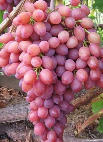 Виноград «Кишмиш лучистый»: описание сорта, фото, отзывы