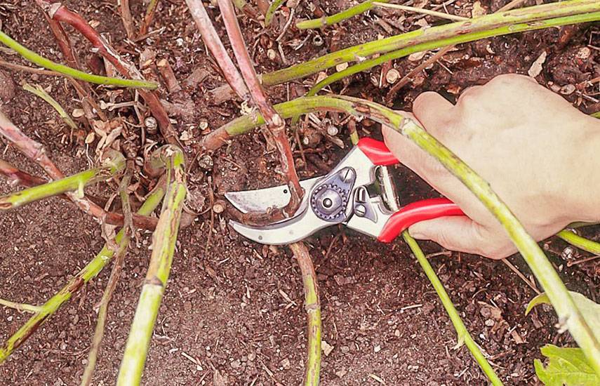 Посадка ремонтантной малины: сроки и способы как правильно посадить, особенности весной и осенью