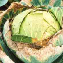 Желтеют и вянут листья капусты: почему так происходит и что делать, кто ест листья капусты