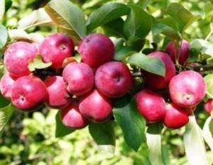 Лучшие осенние сорта яблони, в том числе для различных регионов, с описанием, характеристикой и отзывами, а также особенности их выращивания