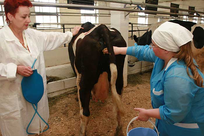 Как осеменяют коров: способы и как лучше проводить в домашних условиях
