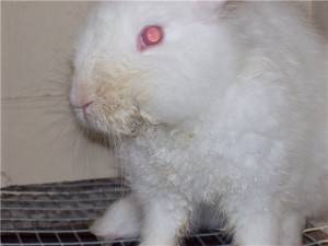 Инфекционный ринит у кроликов