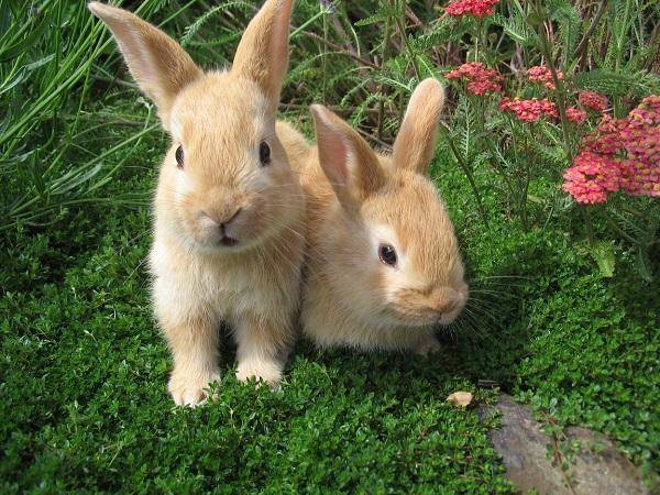 Самые интересные факты о кроликах
самые интересные факты о кроликах