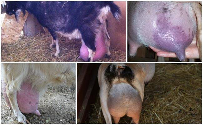 Отек вымени у козы после родов: что делать и причины, правила лечения