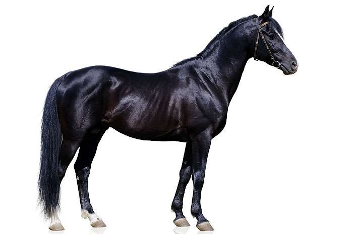 Описание породы тракененская лошадь и особенности ее разведения