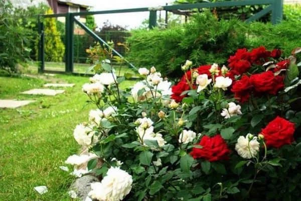 Голландские розы: посадка и уход, выращивание, размножение + фото