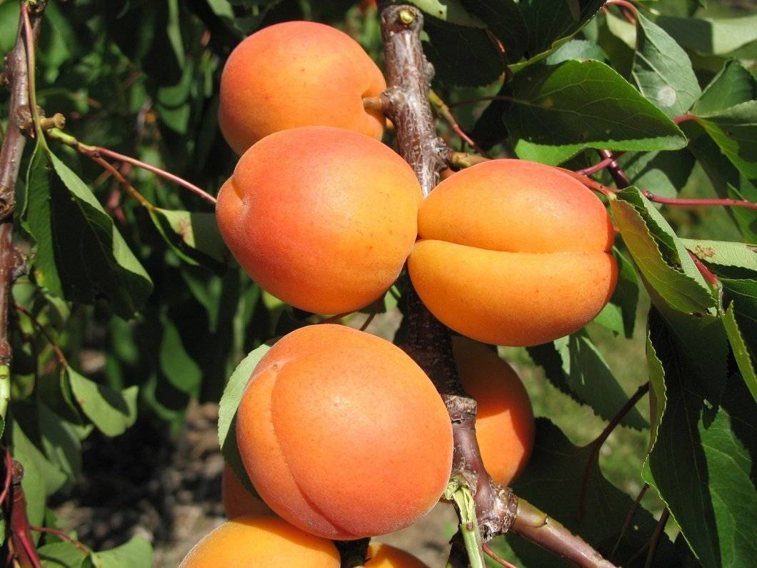 Описание абрикоса сорта «Фаворит»: фото, отзывы
