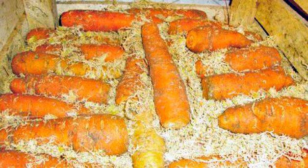 Хранение моркови в песке: сухой или влажный, в каком лучше сберегать на зиму в подвале и как всё сделать правильно? selo.guru — интернет портал о сельском хозяйстве