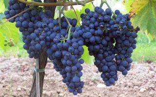 Виноград монарх: описание сорта, характеристика