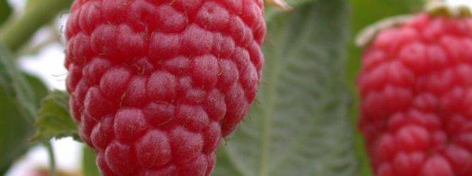 Малина геракл — замечательная целебная ремонтантная ягода