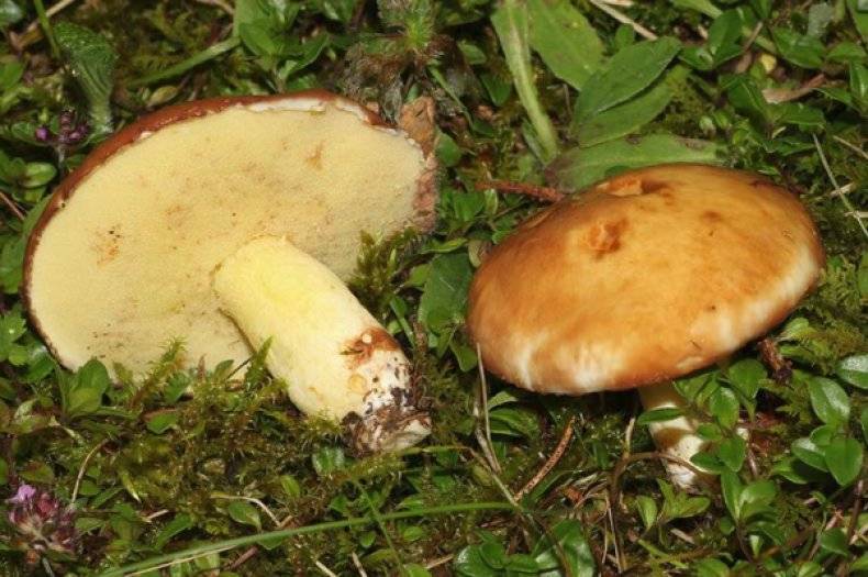 Желтые маслята, осенние, обыкновенные или поздние (suillus luteus): фото описание, ложные двойники и как готовить гриб