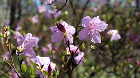 Розовое дерево или рододендрон: фото популярных сортов растения, секреты выращивания эффектного кустарника на участке
