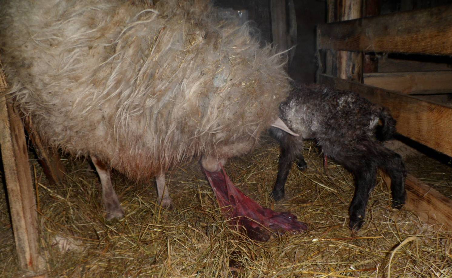 Окот овец: беременность и роды