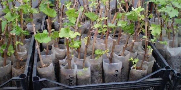 Хранение черенков винограда зимой: как подготовить, чем обработать и где хранить до весны