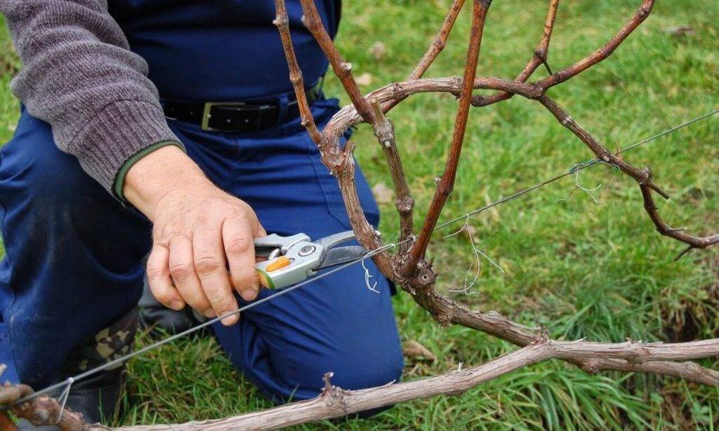 Обрезка винограда осенью для начинающих: пошаговая инструкция, фото, видео