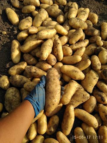 Характеристика сорта картофеля «киевский свитанок». инструкция по выращиванию и уходу