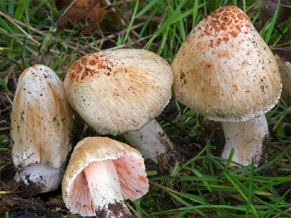 Волоконница острая – опасный для здоровья гриб