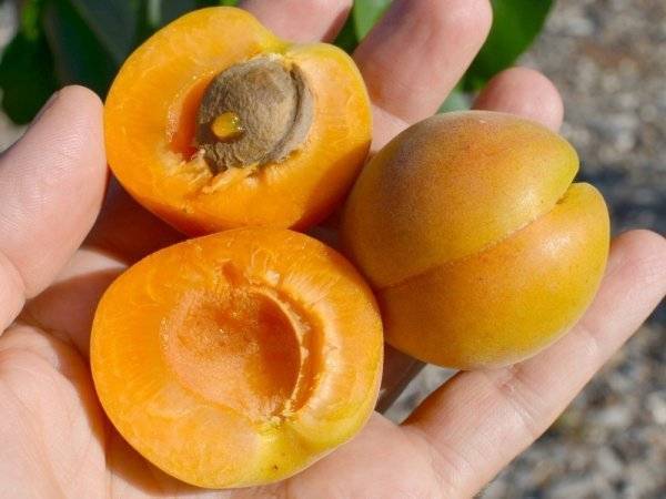 Описание и технология выращивания абрикоса сорта царский