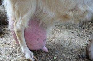 Болезни коз: лечение и симптомы