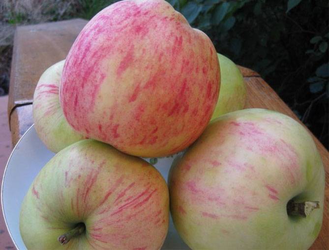 Лучшие сорта яблонь для различных регионов. описание, фото — ботаничка.ru