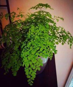Эффектный папоротник адиантум: уход в домашних условиях фото и особенности выращивания декоративно-лиственного растения