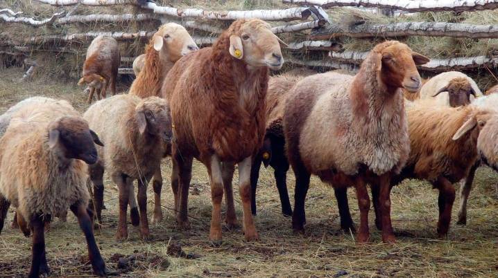 Курдючные овцы и бараны: описание с фото, содержание и разведение породы