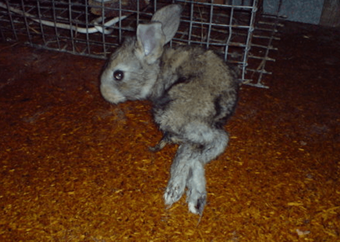 У кролика отказали задние лапы: причины и решение
у кролика отказали задние лапы: причины и решение
