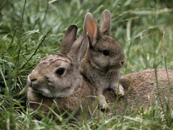 Сколько длится беременность у кроликов: признаки беременности у кроликов, поведение крольчихи перед окролом