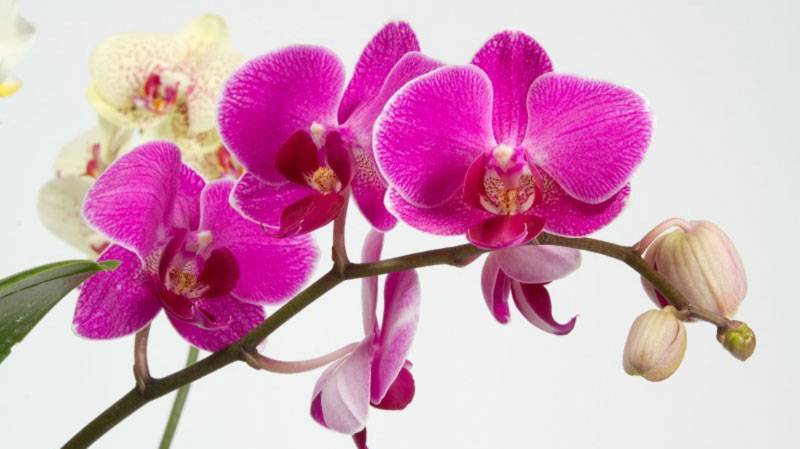 Варианты как заставить цвести орхидею: уход за цветком в домашних условиях