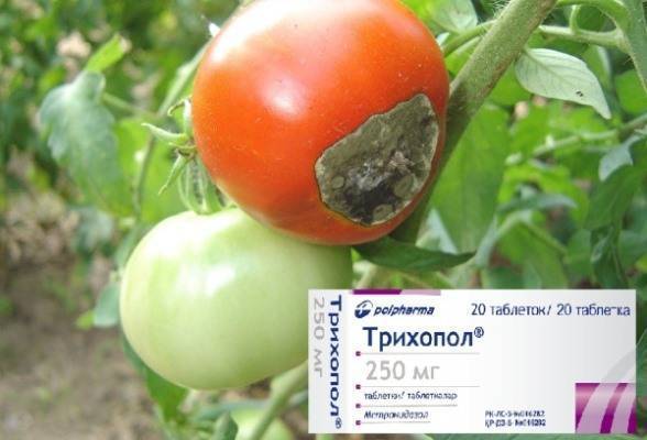 Обработка помидор от фитофторы в теплице: самые эффективные средства!