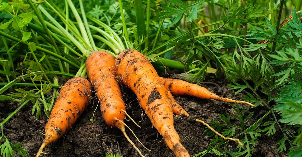 Популярно о выращивании моркови через рассаду: плюсы и минусы способа, порядок действий, советы огородникам