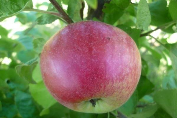 Подарок графскому яблоня описание - аграрный журнал