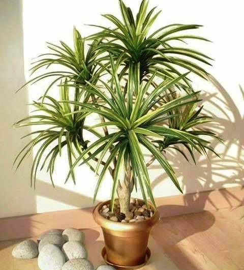 Особенности ухода за пальмой юкка в домашних условиях: полив, размножение, цветение