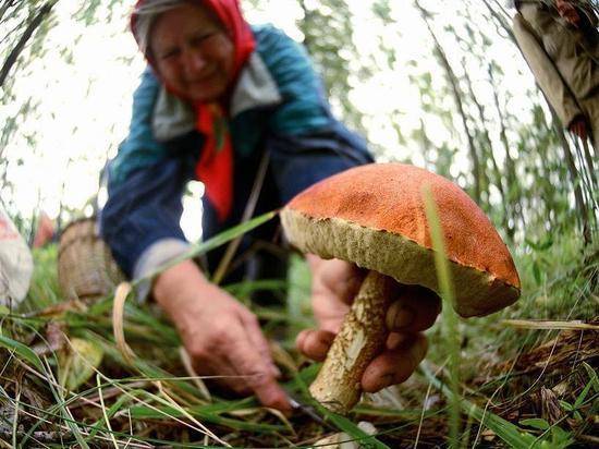Условия роста белых грибов