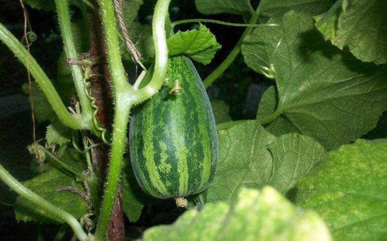 Характеристика огурдыни — выращивание овоща в открытом грунте