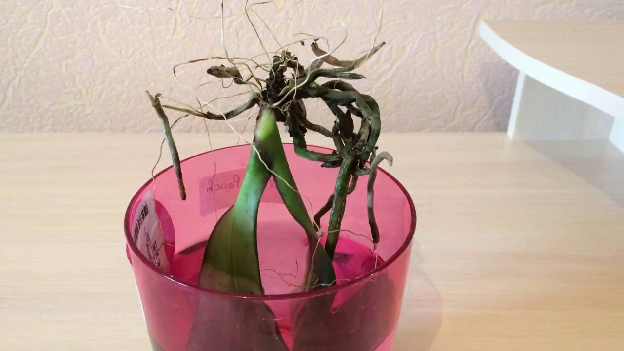 Как спасти орхидею без корней и с вялыми листьями: правильная реанимация сухой и повреждённой корневой системы