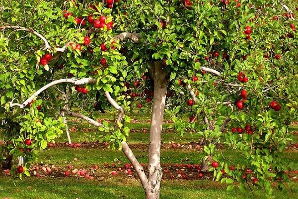 Лучшие средства для весенней обработки яблонь