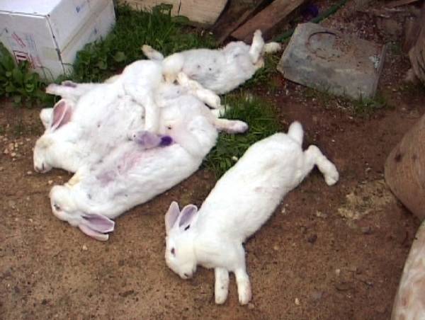 Болезни кроликов и их лечение: самые распространенные болезни их диагностика и описание