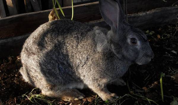 Кокцидиоз у кроликов: причины, симптомы и лечение болезни