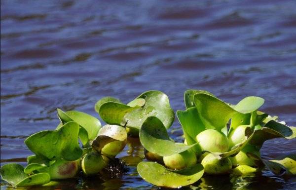 Водный гиацинт Эйхорния — посадка и уход в пруду, фото и видео