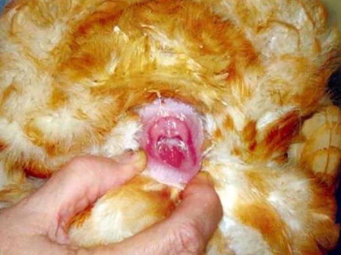 Выпадение яйцевода у кур и его воспаление: как лечить
