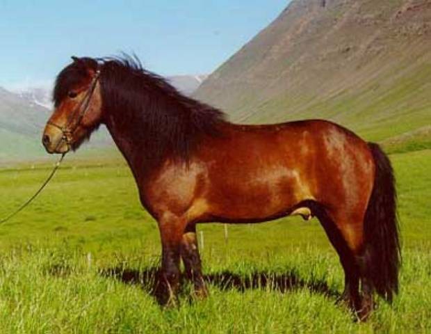 Арденская лошадь: фото, характеристика породы, содержание и уход